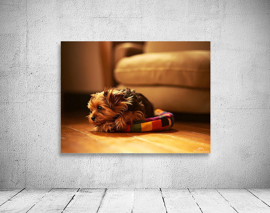 Happy Yorkshire Terrier Puppy Plays With Toy Wall Preview