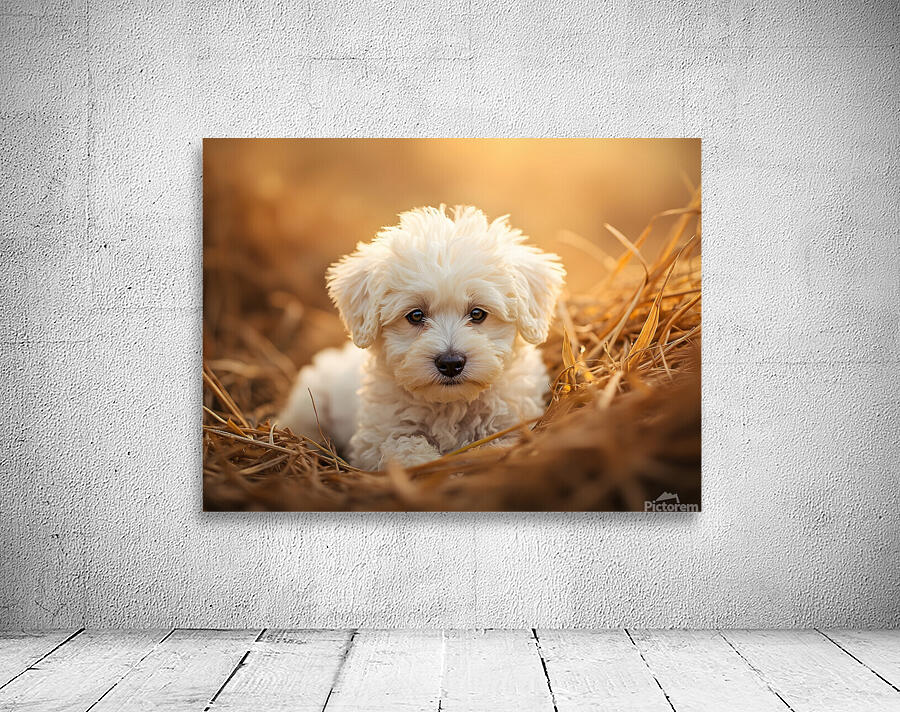 Bichon Frise Puppy Discovers Farm Haystack Adventure Wall Preview