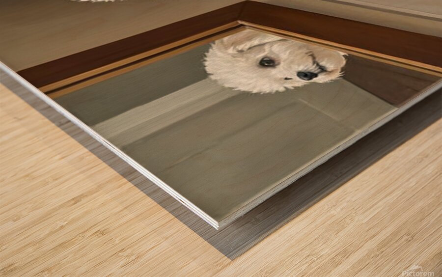 Curious White Bichon Frise Puppy Discovers Mirror For First Time Wood print