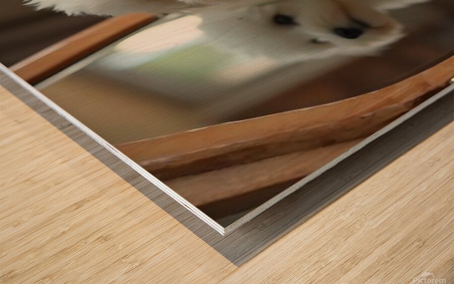 Thoughtful Bichon Frise Puppy Contemplates Its Mirror Reflection Impression sur bois