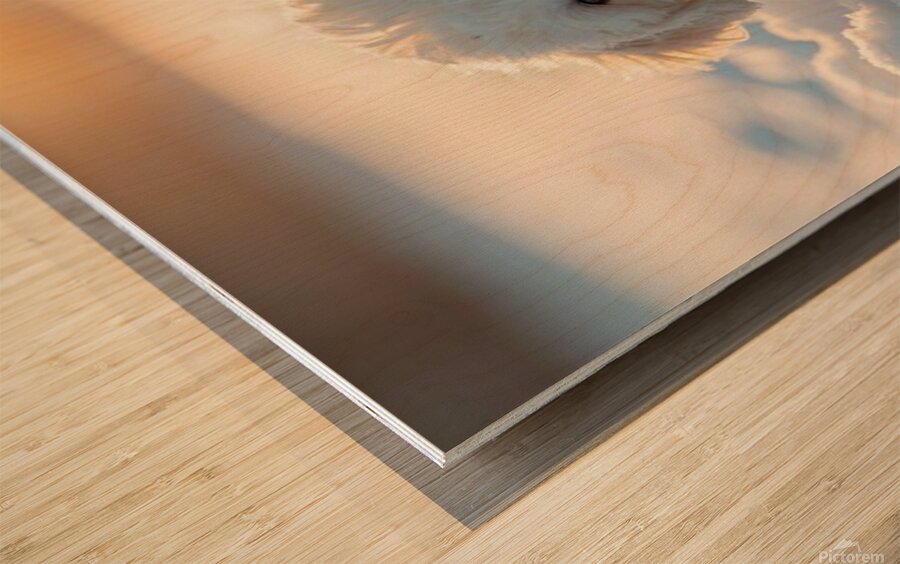 Content White Bichon Frise Puppy Resting After Snow Play Session Impression sur bois