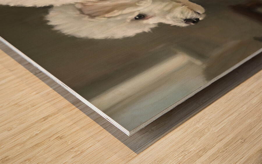 White Bichon Frise Puppy Contemplates Its Reflection Wood print