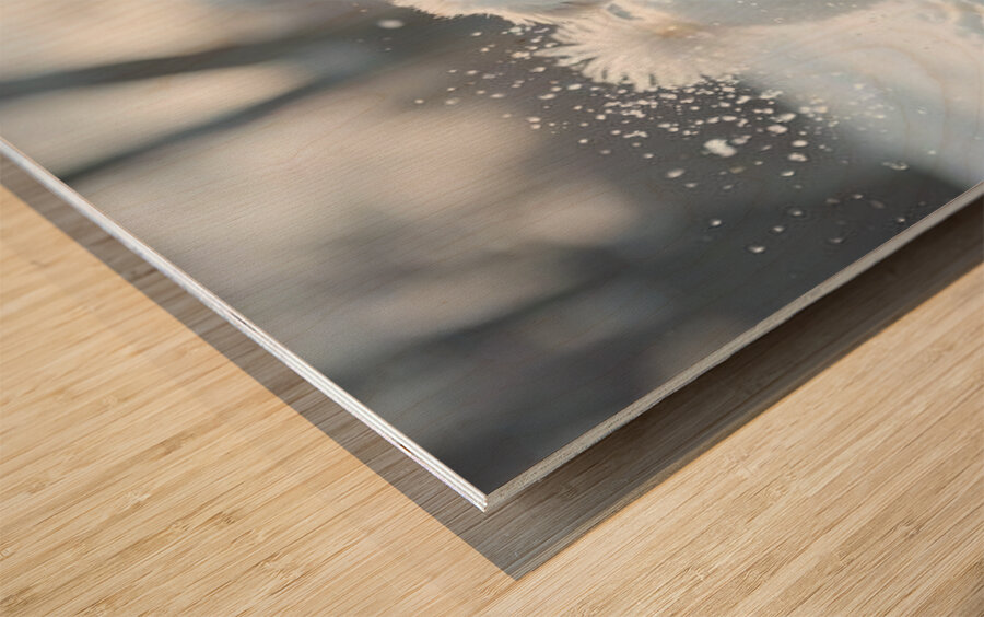 White Bichon Frise Puppy Discovers Fresh Snow In Winter Yard Impression sur bois