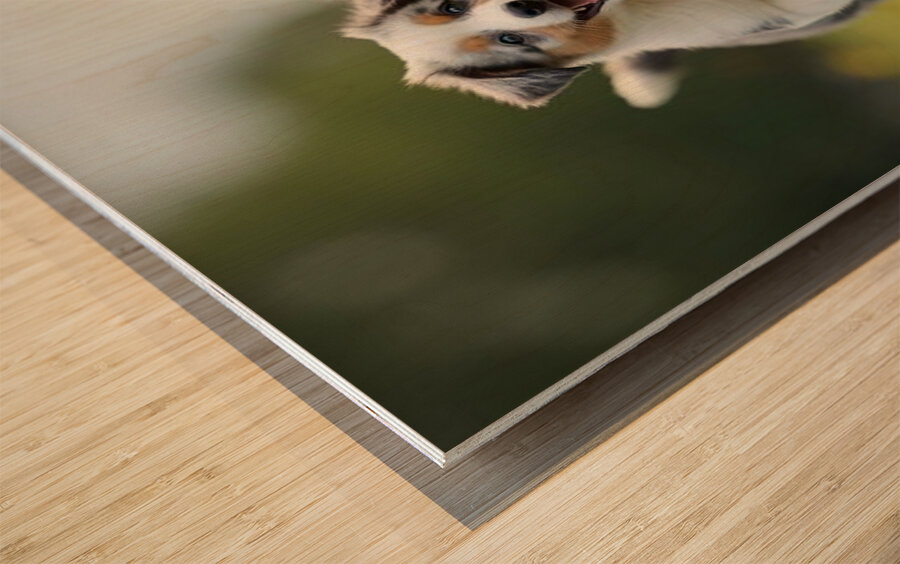 Blue Merle Australian Shepherd Puppies Playing Together In Tall Grass Impression sur bois