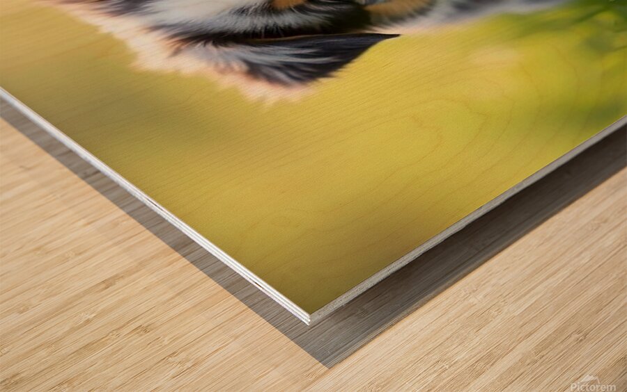 Blue Merle Australian Shepherd Puppy Ready To Play Hide And Seek Impression sur bois