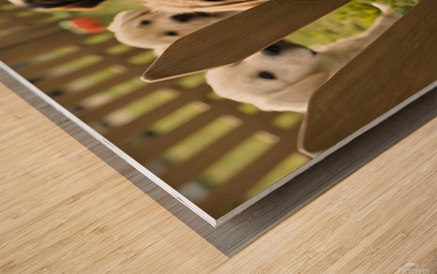 Curious Labrador Retriever Puppy Gazing Through Fence With Friends Wood print