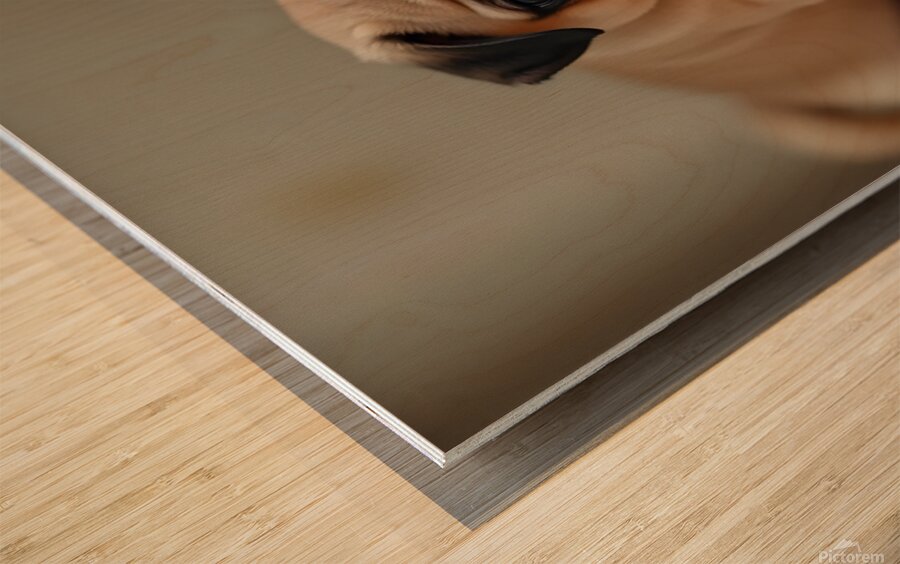 Pug Puppy Discovers The Pet Door Wood print