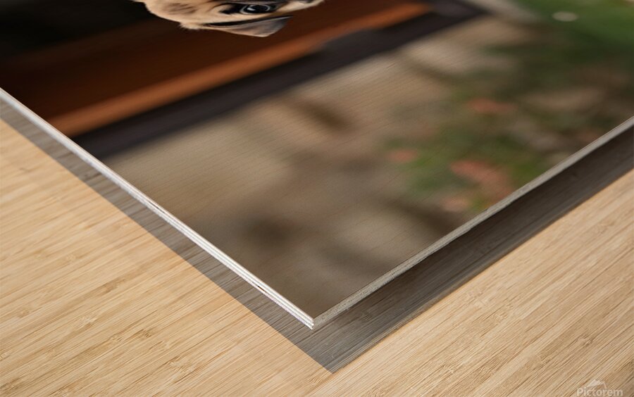 Tan and black Pug puppy with a wrinkled face sits proudly on a stone patio Wood print