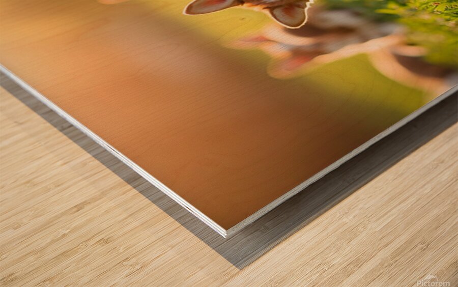 Pembroke Welsh Corgi Puppy Ready To Play With Siblings Wood print