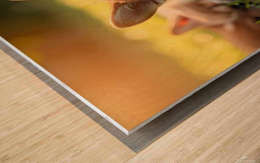 Tired Pembroke Welsh Corgi Puppy Resting After Playing With Siblings Impression sur bois