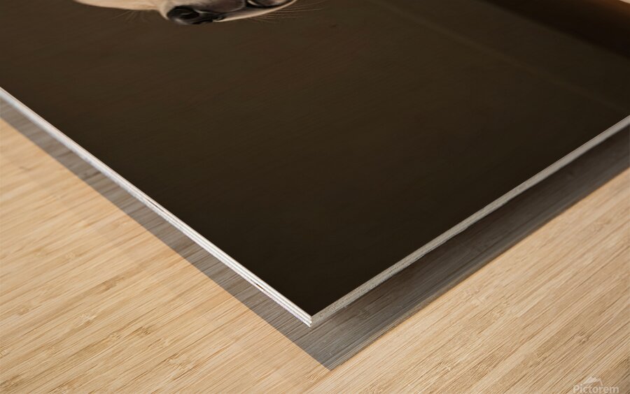 Golden Retriever Puppy Fast Asleep Sitting Upright Wood print