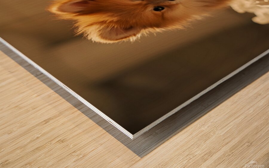 Guilty Pomeranian Puppy After Making Paper Mess Wood print