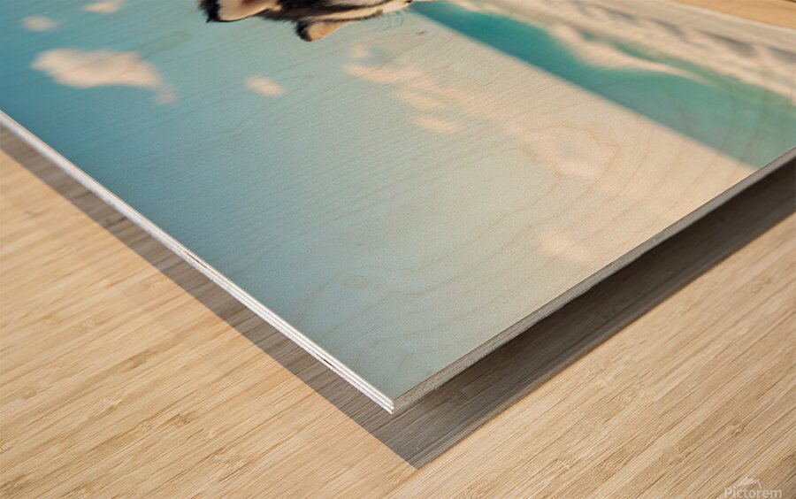 Siberian Husky Puppy Discovers Sandy Beach Fun Wood print