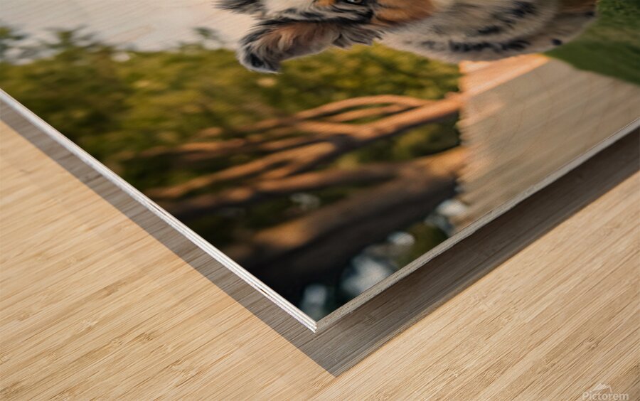 Australian Shepherd Puppy Gets The Zoomies In Backyard Impression sur bois