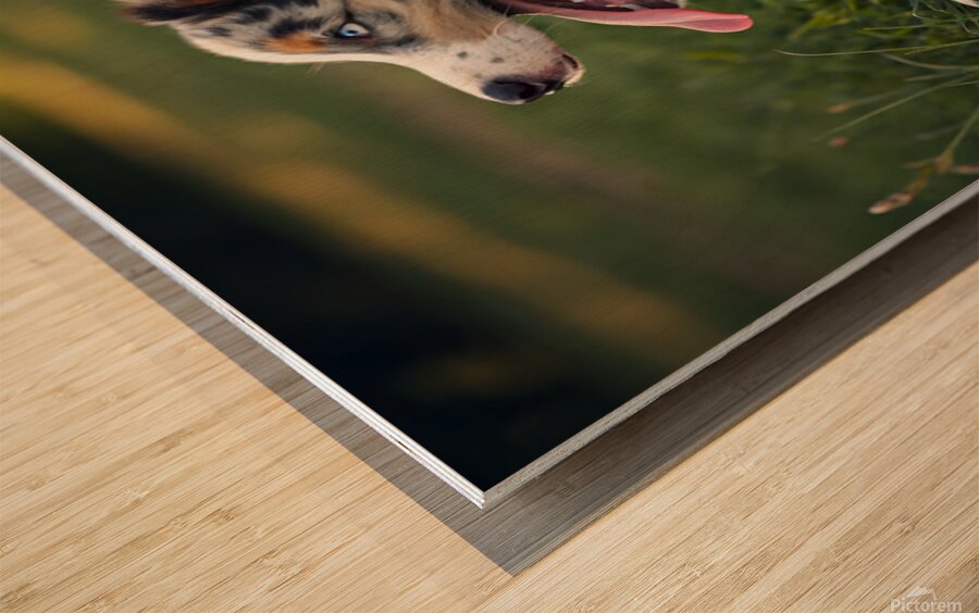 Tired Australian Shepherd Puppy Rests After Zoomies Impression sur bois