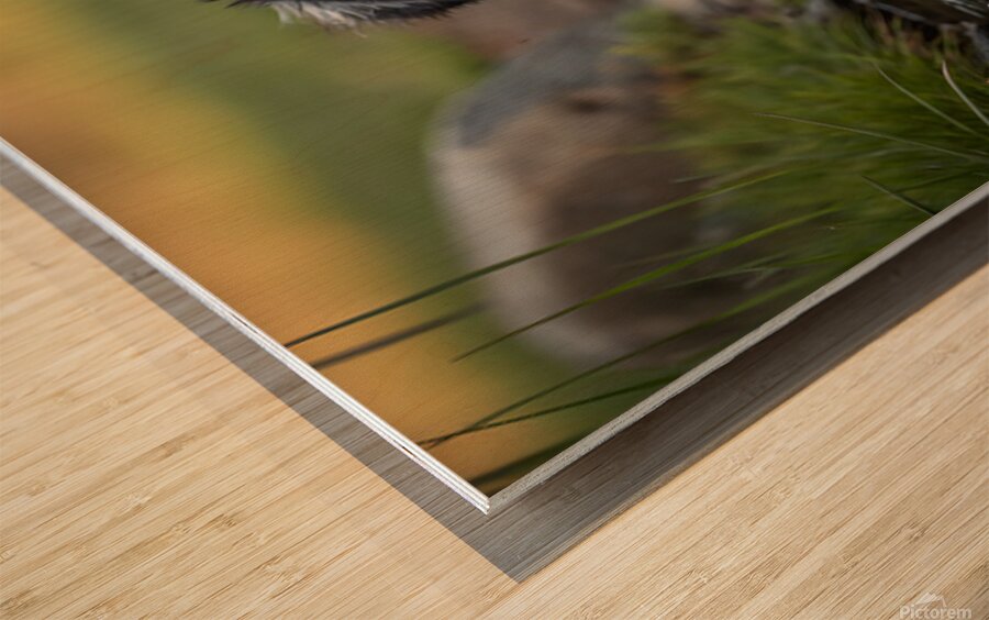 Australian Shepherd Puppy Emerges From Pond Water Impression sur bois