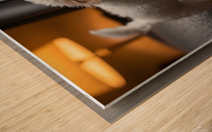 Poodle Puppy Discovers Rainy Day Adventure Wood print