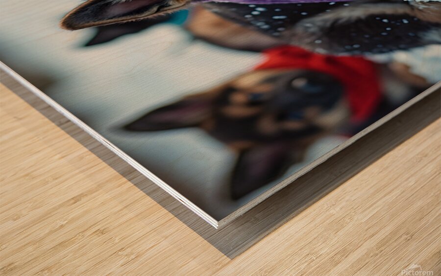 German Shepherd Puppy Rests After Winter Adventure Wood print