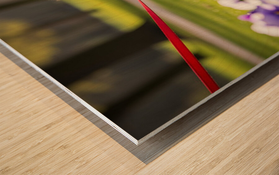 Pomeranian Puppy Masters Leash Walking Happily Wood print