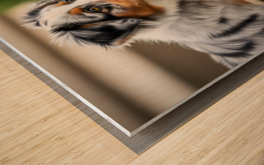 Australian Shepherd Puppy Discovers The Garden Bed Impression sur bois