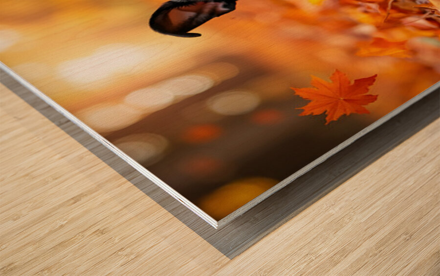 Boston Terrier Puppy Discovers Autumn Leaf Pile Impression sur bois