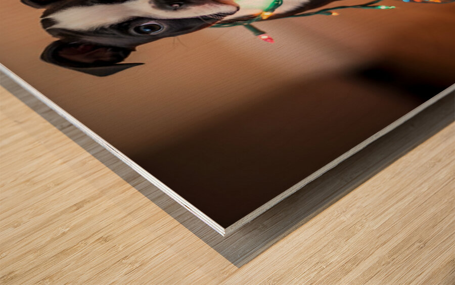 Boston Terrier Puppy Discovers Sparkling Christmas Lights Impression sur bois