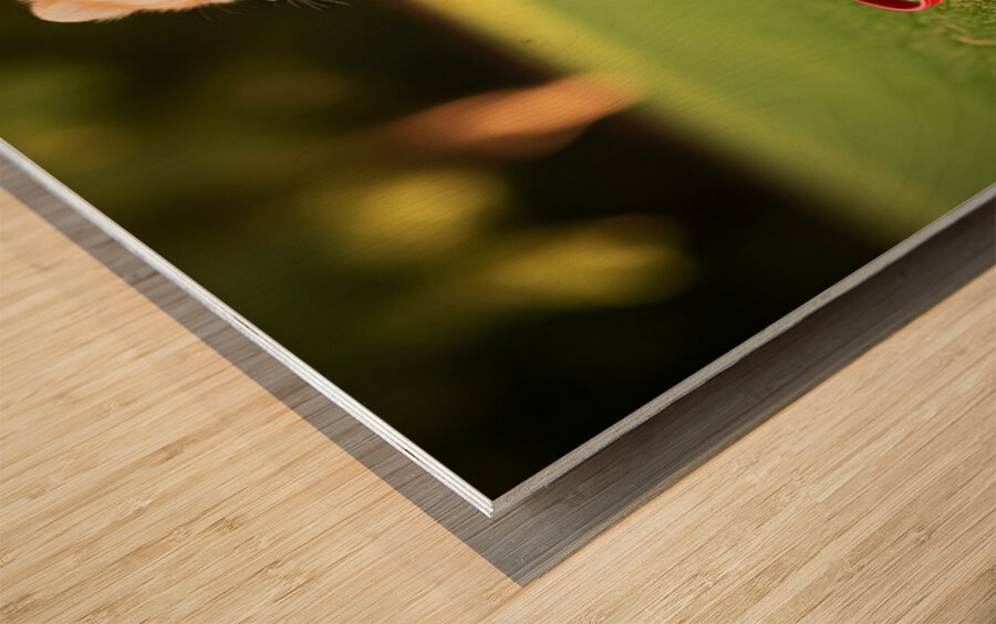 Pomeranian Puppy Discovers New Red Leash Impression sur bois