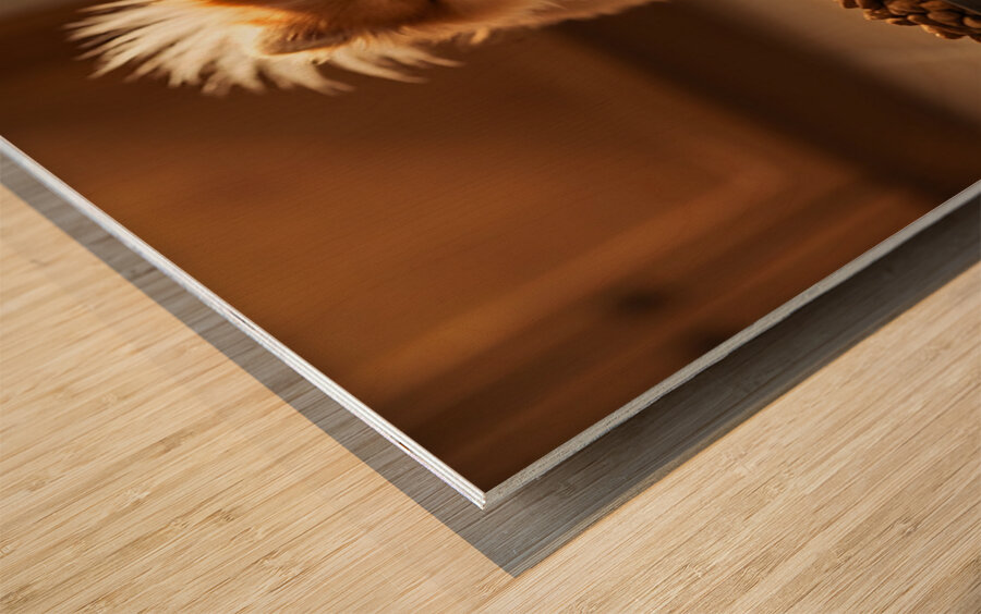 Excited Pomeranian Puppy Celebrates Full Food Bowl Impression sur bois