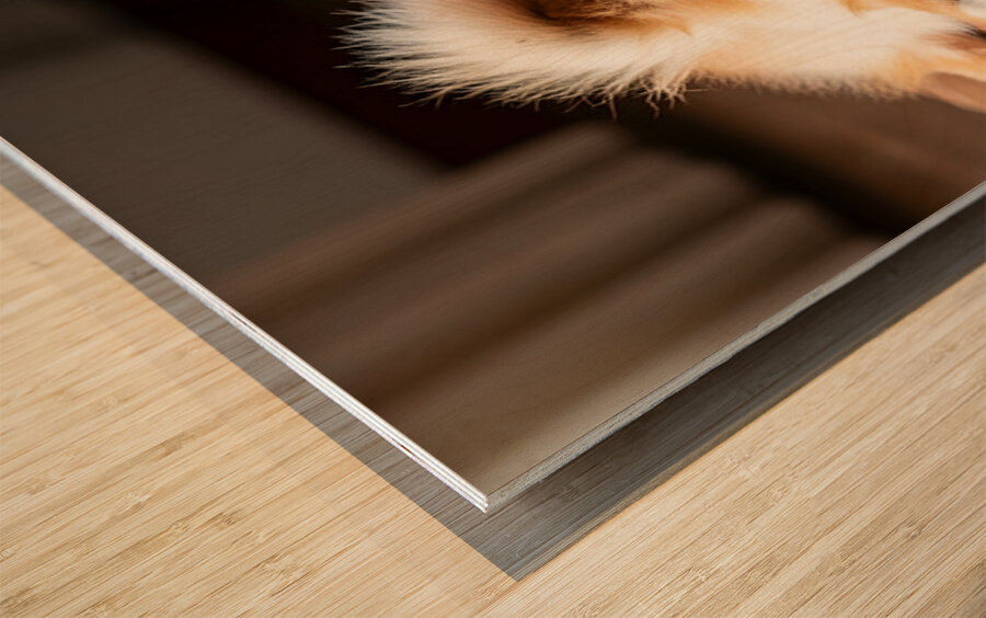 Pomeranian Puppy Returns To Beloved Sploot Position Impression sur bois