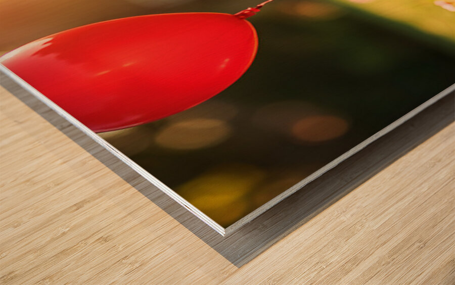 Pomeranian Puppy Discovers Floating Red Balloon Impression sur bois