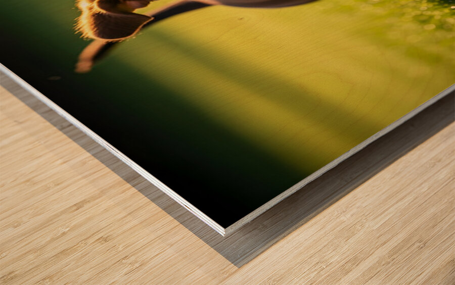 Happy Dachshund Puppy Celebrates Training Success Wood print