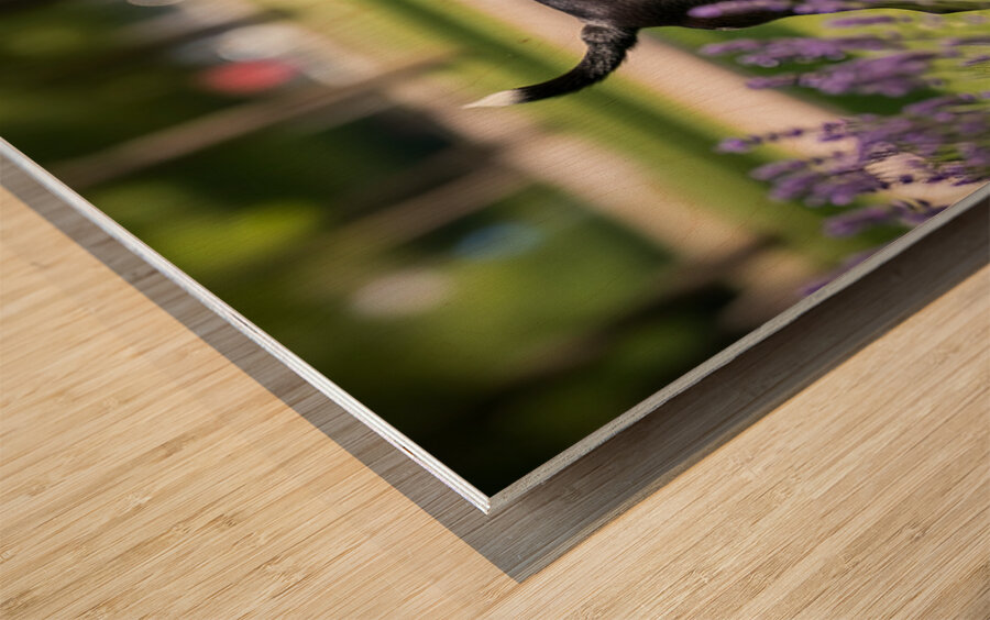 Proud Boston Terrier Puppy Lands With Caught Frisbee Wood print