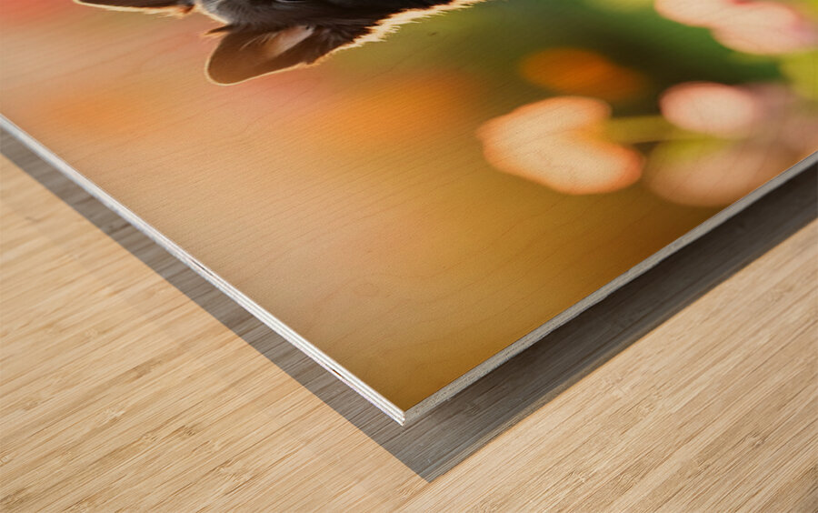 Border Collie Puppy Waiting In The Garden Wood print