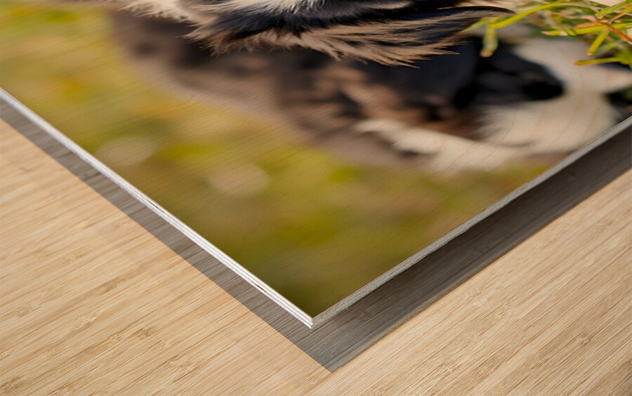 Happy Border Collie Puppy Rests After Playtime Wood print