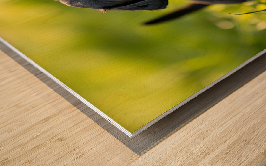 Little Cane Corso Puppy Ready To Learn New Trick Wood print