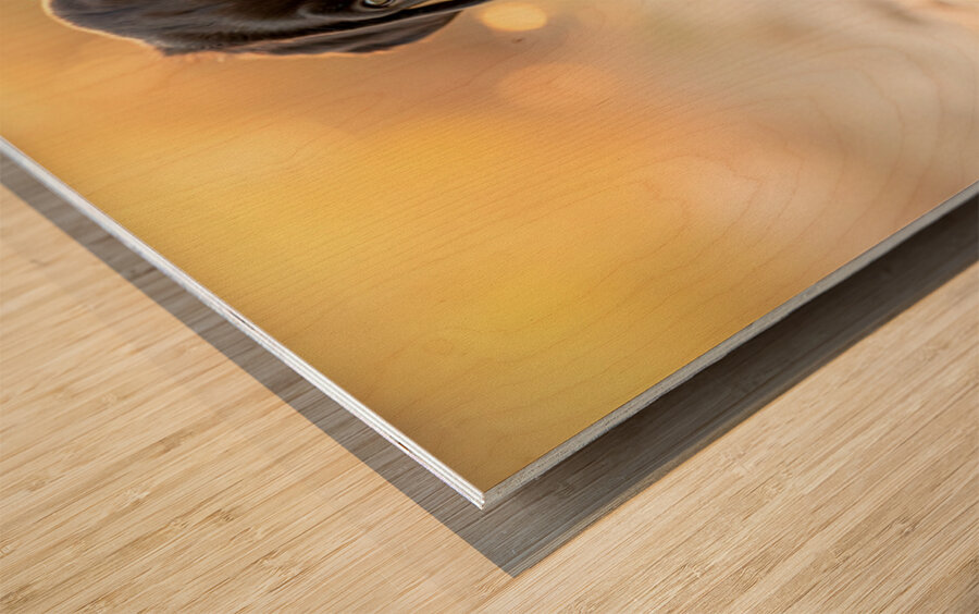 Happy Cane Corso Puppy Cleans Up After Ice Cream Adventure Wood print