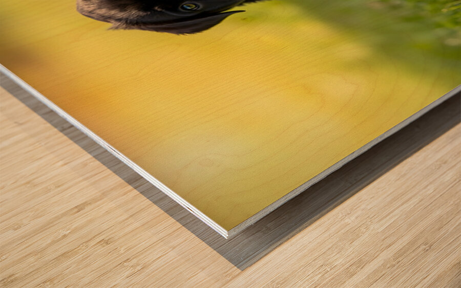 Cane Corso Puppy Discovers Sweet Ice Cream Treat Impression sur bois