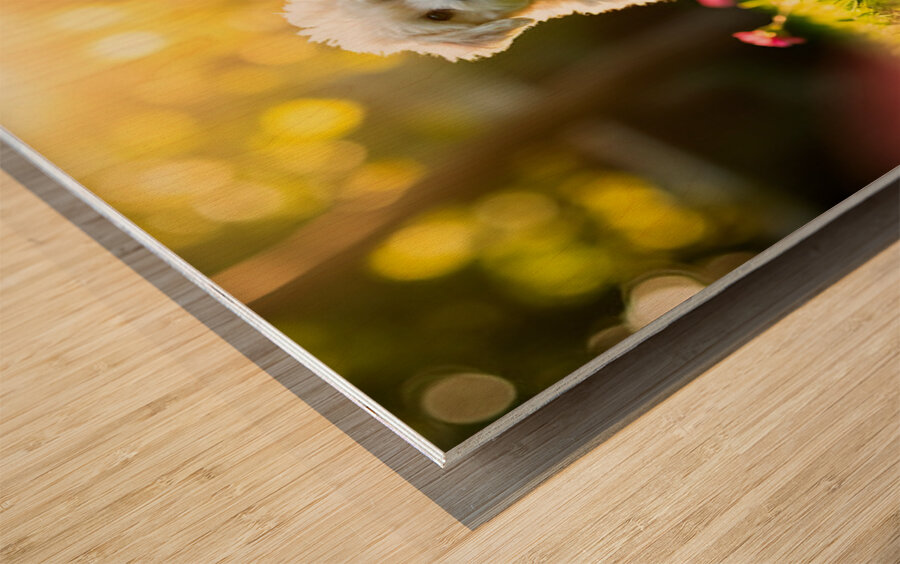 Bichon Puppy Begins Stay Training In Garden Impression sur bois