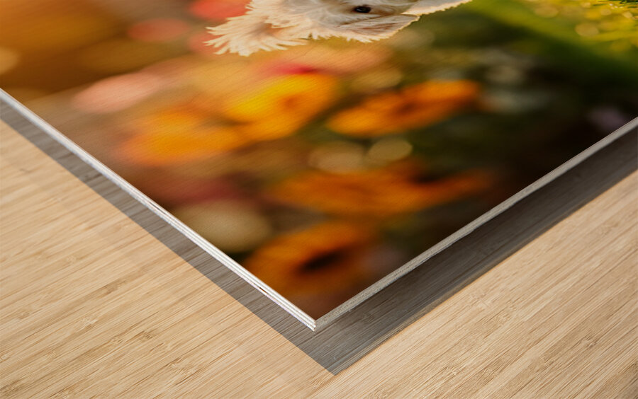 Bichon Frise Puppy And Cat Walk Together As Friends Impression sur bois