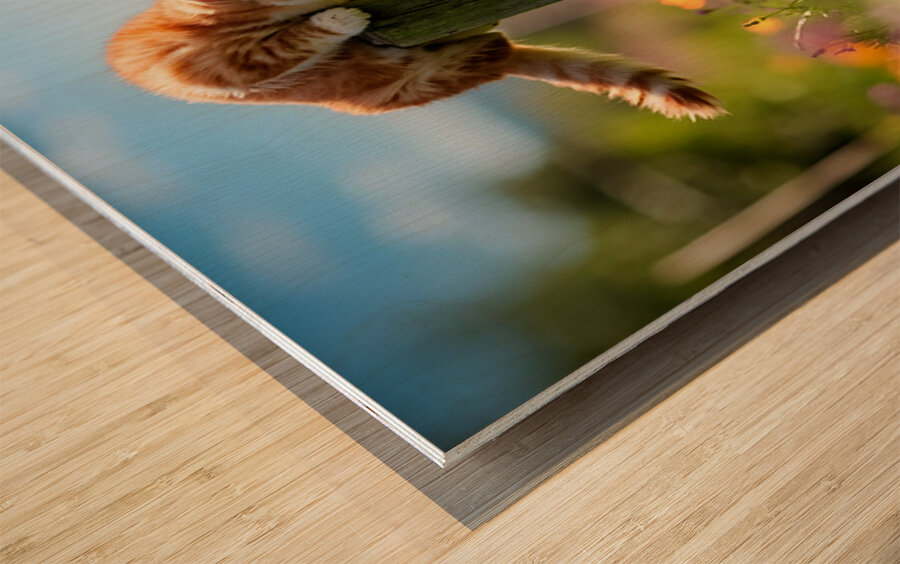 Bichon Frise Puppy Meets Garden Cat Wood print