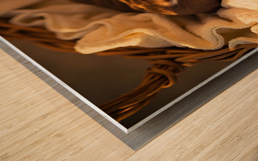 German Shorthaired Pointer Puppy Dreams Peacefully Wood print