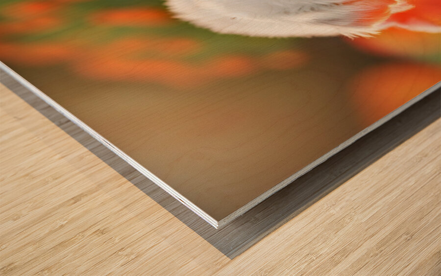 Tired Bichon Frise Puppies Resting After Playing In The Garden Impression sur bois