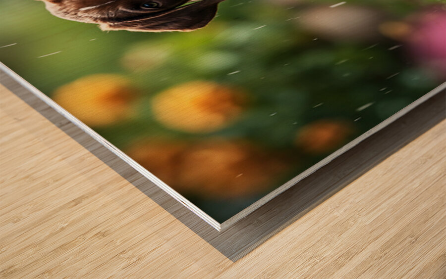 Happy German Shorthaired Pointer Puppy Rests In Rain Wood print