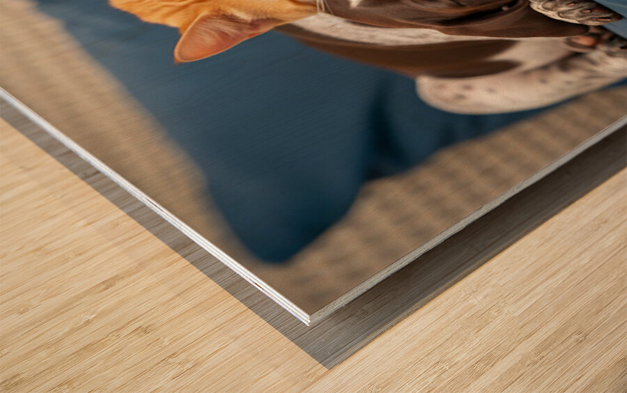 Puppy And Cat Snuggle Together Peacefully Impression sur bois