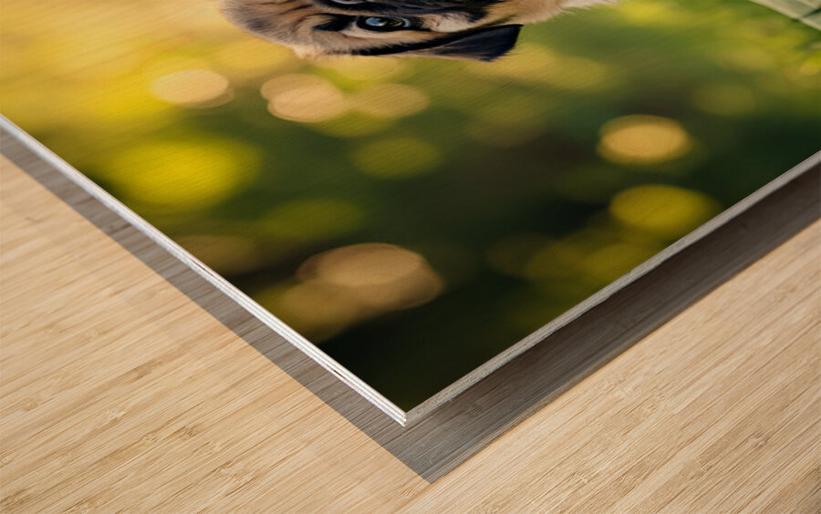 Pug Puppy Relaxes After Fun Day Impression sur bois