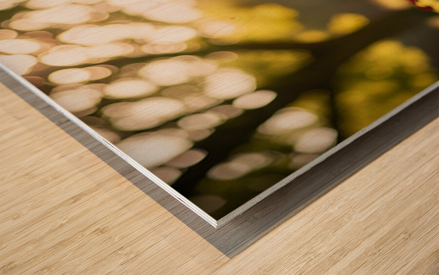 Bichon Frise Puppy Exploring The Garden Alone Impression sur bois