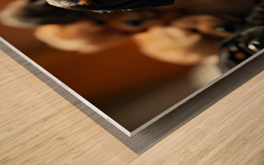 Rottweiler Puppys Big Yawn With Friends Wood print