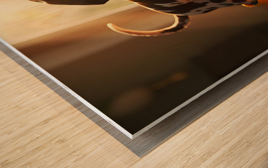 German Shorthaired Pointer Puppy Gets Ready For Rain Impression sur bois