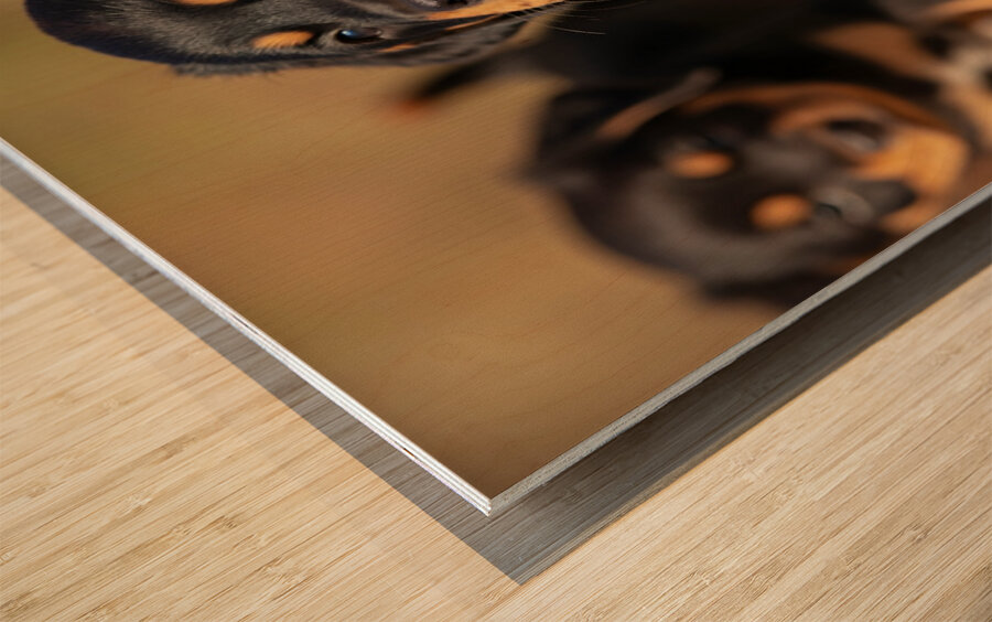 Rottweiler Puppy Feels Refreshed And Happy Impression sur bois