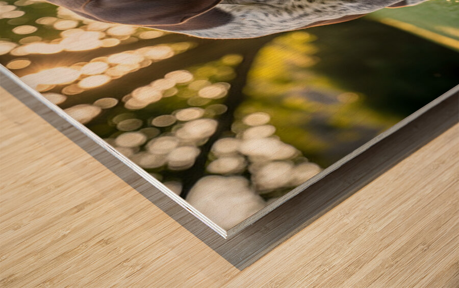 German Shorthaired Pointer Puppy Discovers His Paws Wood print